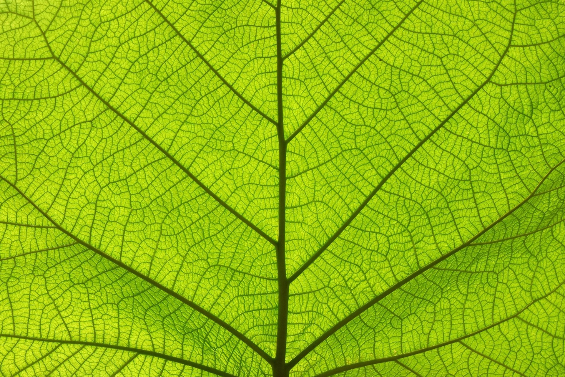 Extreme close up texture of green leaf veins