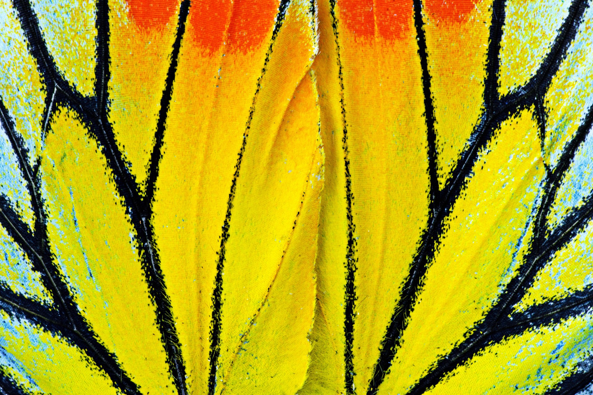 Closed up Butterfly wings.