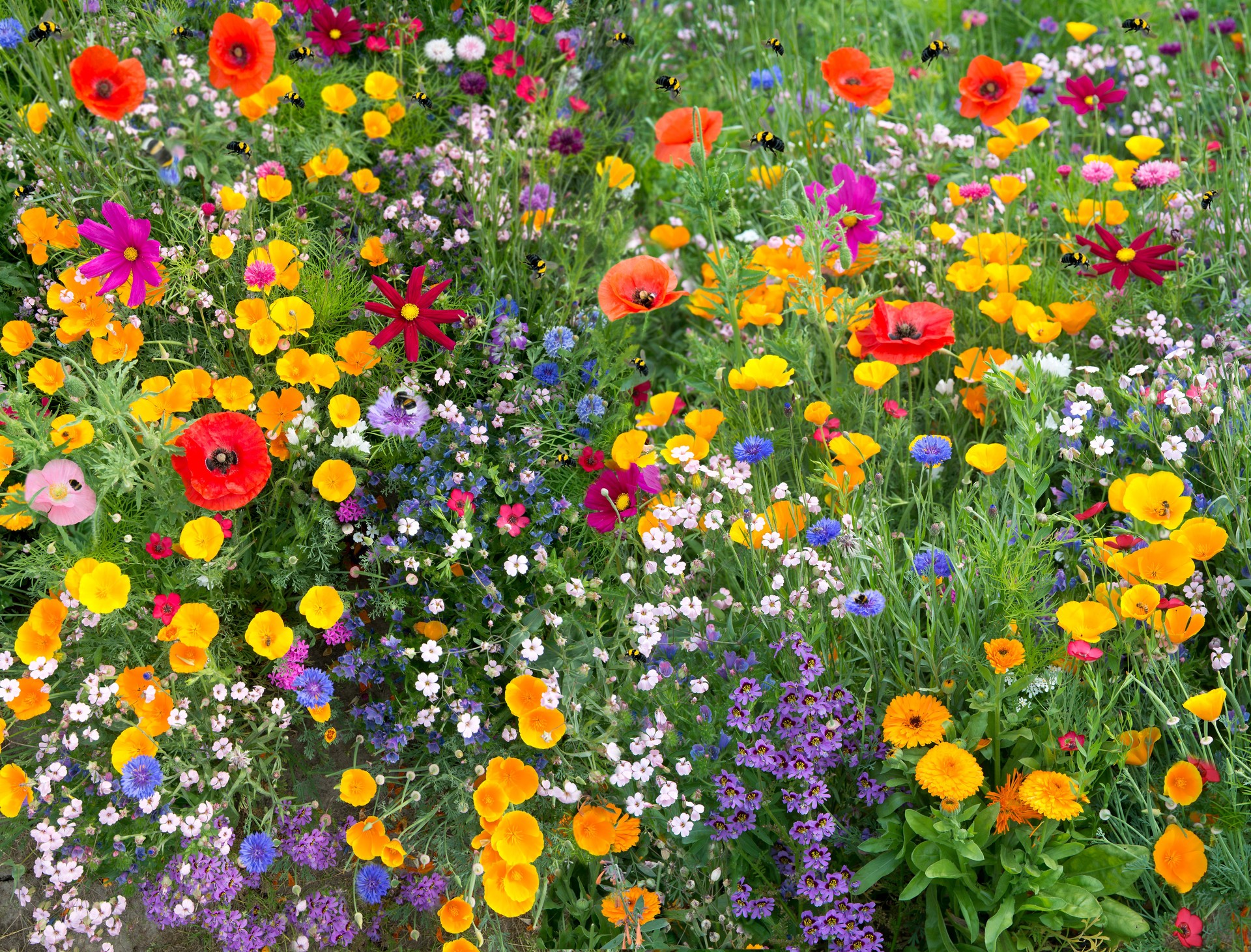 wild flower mix with poppies and lots of bees